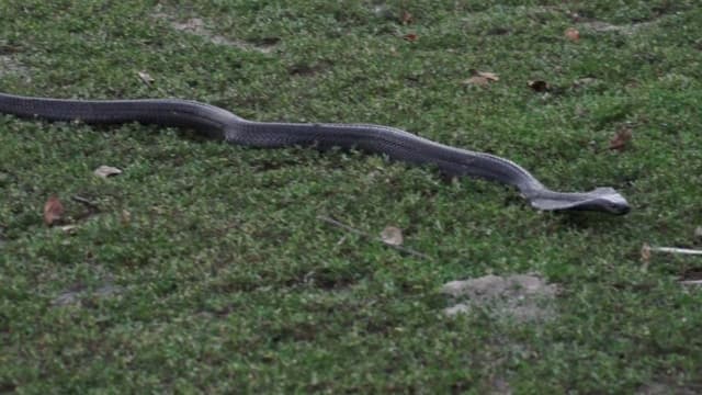 S01:E10 - The Black Siamese Spitting Cobra: A Deadly Legless Sniper