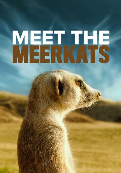 Meet the Meerkats