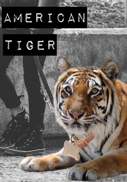 American Tiger
