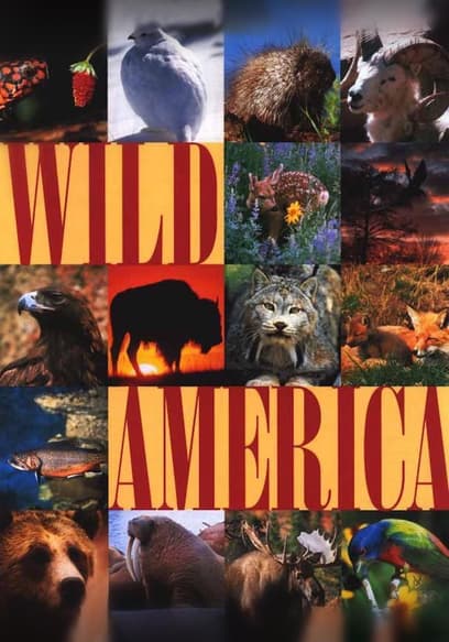 Wild America