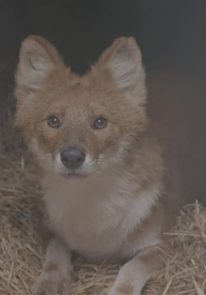 S04:E14 - Wild Dogs on the Move poster