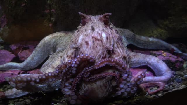 S05:E09 - Giant Pacific Octopus