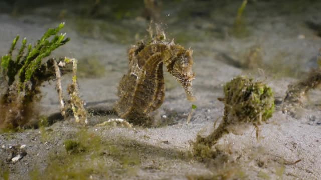 S08:E02 - Canal Boats of Lake Champlain + Seahorses and Pipefish