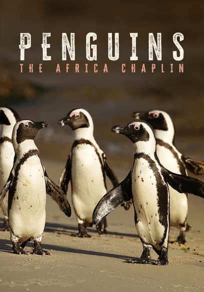 Penguins: The African Chaplin