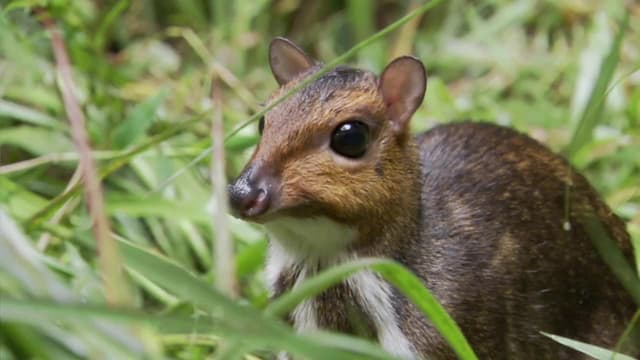 S01:E02 - Borneo and Sumatra