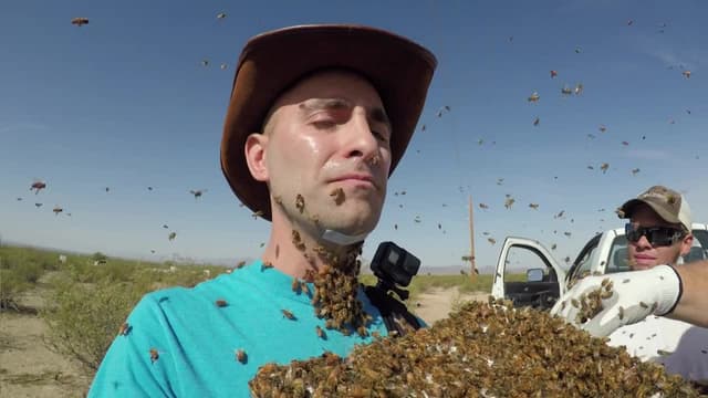 S03:E12 - Bee Beard Gone Wrong