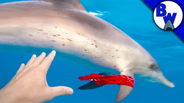 Brave Wilderness: Adorable Animals