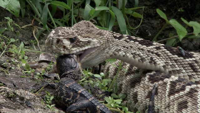 S01:E04 - Veneno letal