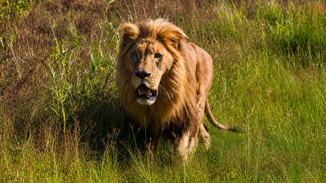 The Lion Whisperer