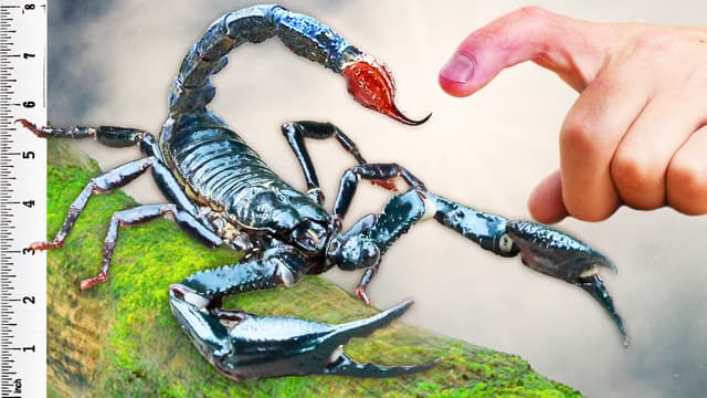 Brave Wilderness: Bites & Stings