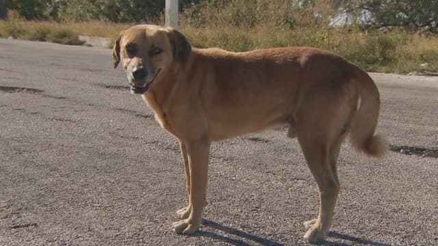 S03:E09 - Never Give Up