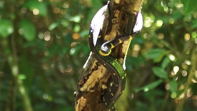 S01:E13 - The Pit Viper: A Deadly Snake of Trang Province