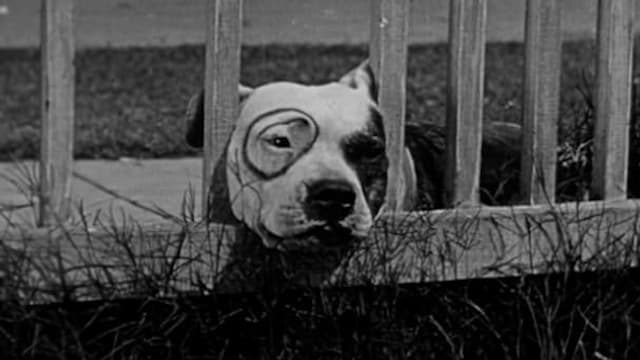 S01:E81 - Dog Heaven