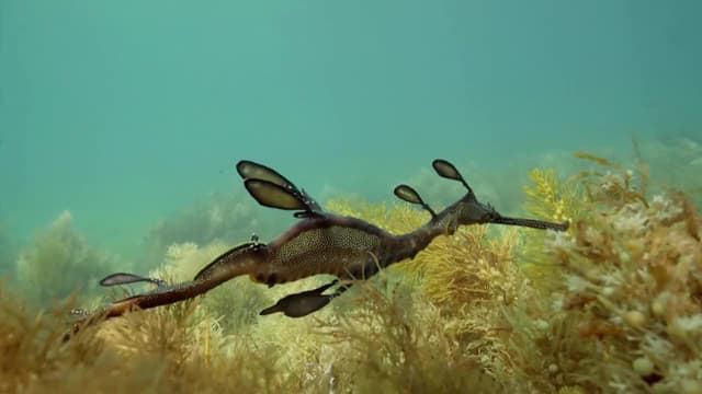 S01:E05 - Dampier Peninsula