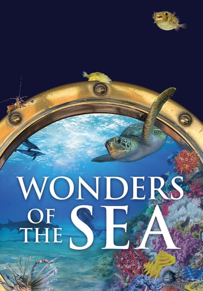 Wonders of the Sea