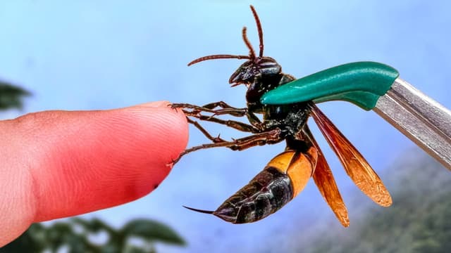 S01:E15 - Stung by a Giant Banded Hornet!