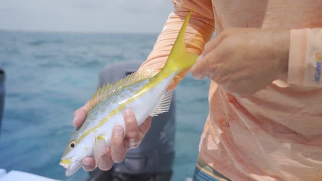 S12:E06 - Bahamas Spearfishing