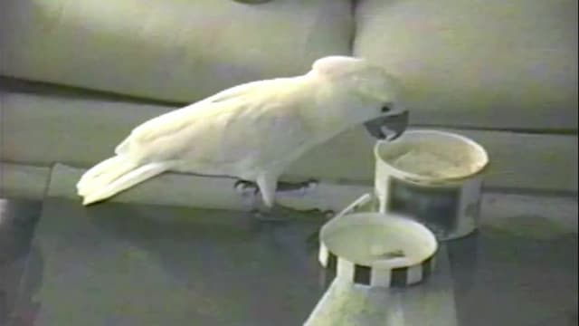 S01:E20 - Top 10 Characters Cut From Andrew Lloyd Webber's Cats