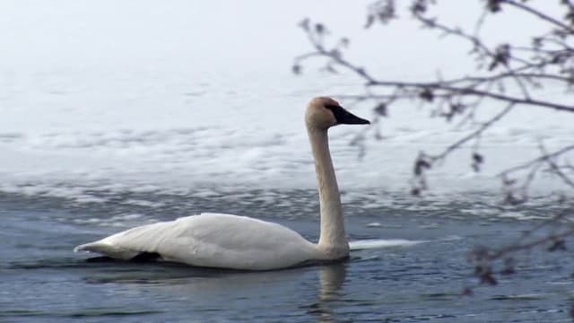 S01:E09 - Bumble Foot