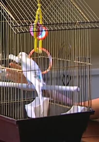 S10:E1015 - Rabbits / Ducks and Fish poster
