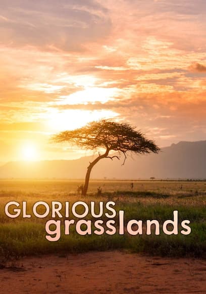 Glorious Grasslands