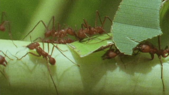 S01:E19 - Bichos (Pt. 1)