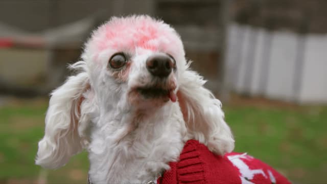 S01:E11 - A New Leash on Life