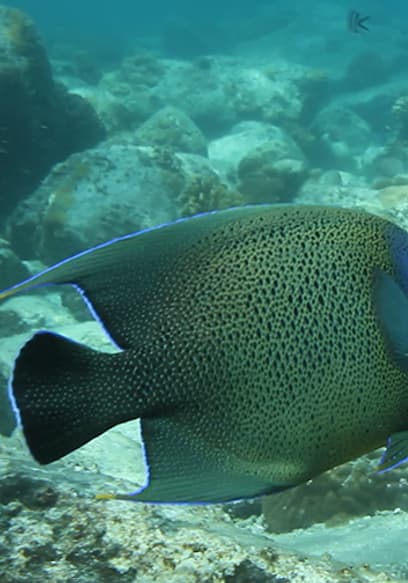 S01:E09 - Fish poster