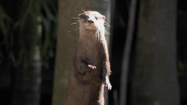 S01:E10 - Bindi and the Otters