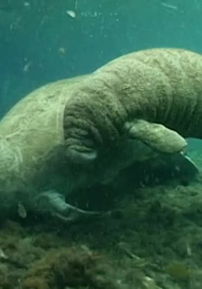 S01:E13 - Manatees poster