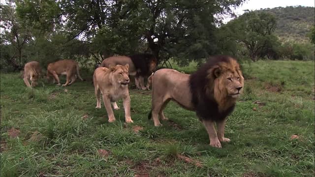 S01:E06 - Pack Tactics