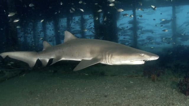 S01:E11 - Sand Tiger Sharks as Protectors