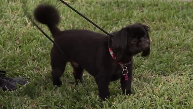 S09:E10 - Daytona Dogs