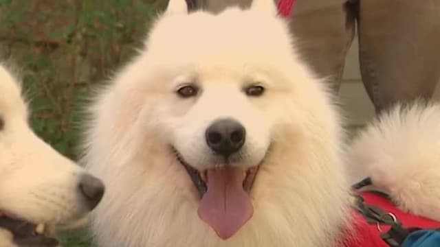 S06:E04 - Samoyed