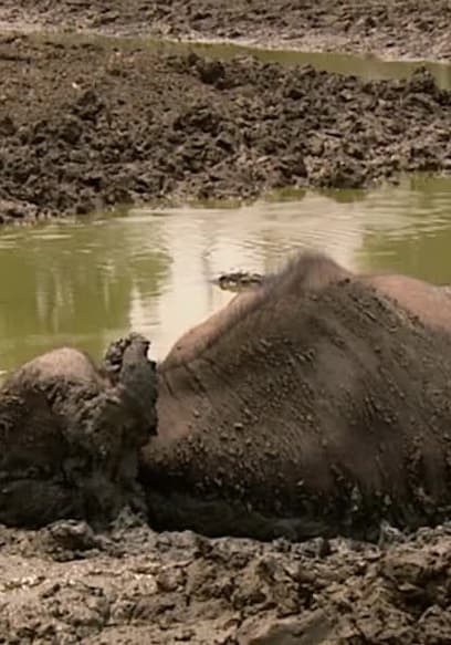 S01:E02 - Luangwa: River of Extremes poster