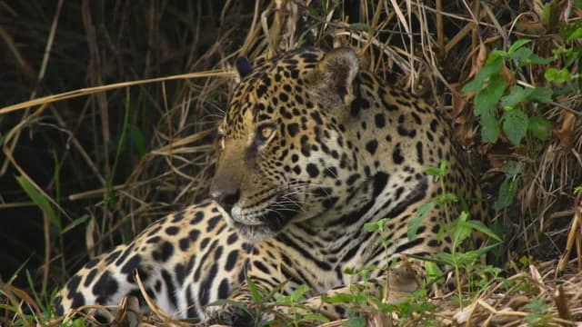 S01:E06 - Las vidas secretas de los jaguares