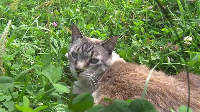 S02:E01 - Hokkaido Cats 1