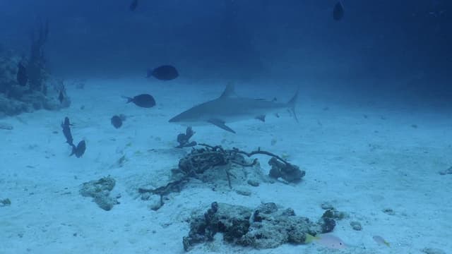 S01:E03 - Endangered Angel Sharks in California’s Channel Islands