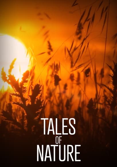 S01:E02 - Forests in the Mist (Les Vosges)