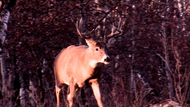 S08:E19 - A Father and Son Whitetail Hunt