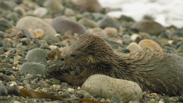 S01:E02 - Renovación