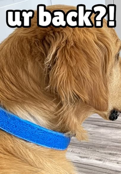 S02:E06 - Golden Retriever Reunites with Cutest Rescue Puppy poster