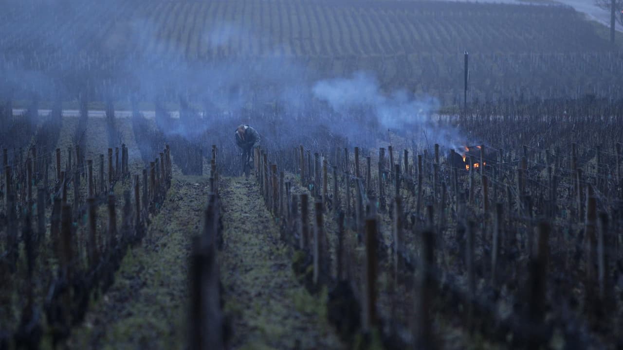 Watch Sour Grapes