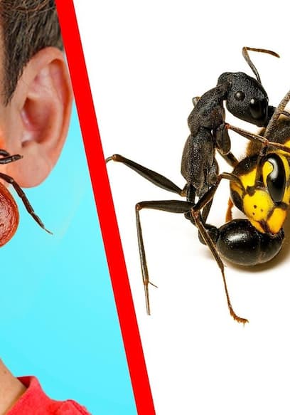 Póster de S01:E04 - 10 Insectos Gigantes Y Peligrosos Atrapados
