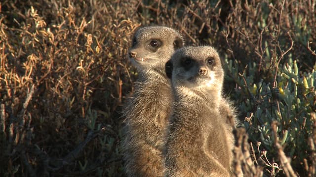 S01:E05 - Meerkats