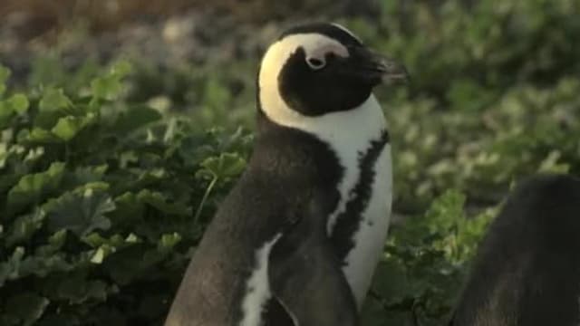 S01:E01 - Penguins: The African Chaplin