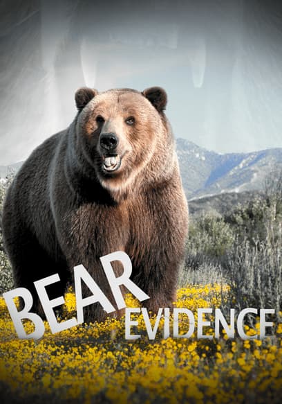 Bear Evidence