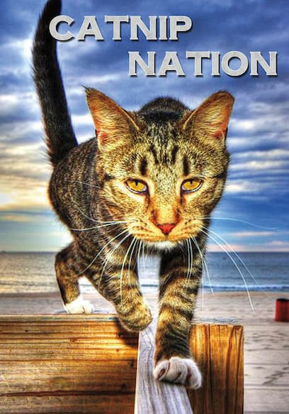 Catnip Nation