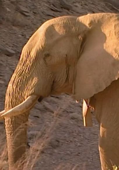 S01:E02 - Sand Track: In Search of the Desert Elephant poster