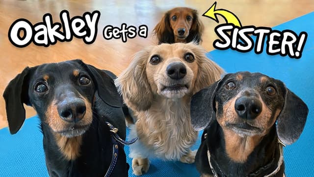 S01:E09 - Oakley Gets a Sister